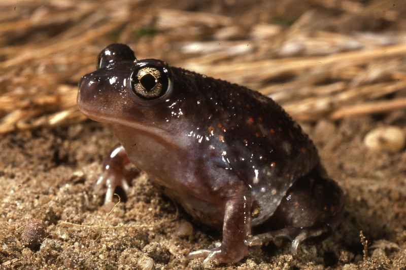 Eastern spadefoot. Eastern spadefoot. Credit: Jack Ray